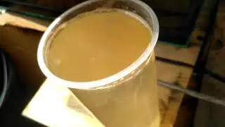 Infusoria pakan alami cupang anti mati burayak