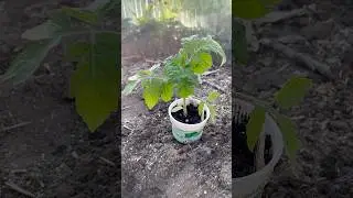 Добавьте это в лунку, при посадке томатов. 