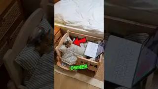 This Cat LEARNED How To Take Care Of Himself 