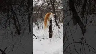 Рыжик перелазит забор и прыгает в снег)) очень срочно надо туда😹😹 #funnypet #cat #funnyanimal
