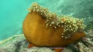 SARMI KOTA OMBAK   Underwater