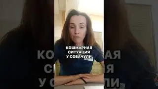 Почему чистить зубы собакам и кошкам очень важно? 