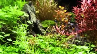 Flexi Mini Scape Set- Time lapse