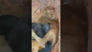Щенки: тэйга × банхар.