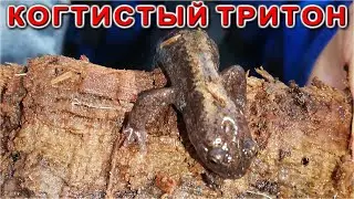 Уссурийский Когтистый Тритон - редчайшее животное которое повстречал Данила в Тайге