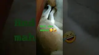 Nagtatampo ang bata#cute #dog #doglover #shortvideo #bunso Ego