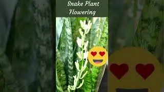 Snake plant flower - How to Make It Bloom? #shorts #snakeplant #sansevieriaplant