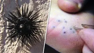 8 Существ с Самыми Болезненными Укусами в Природе