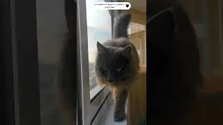 МОТАЙ НА УС! СОВЕТ #1 ОТ КОТА 
