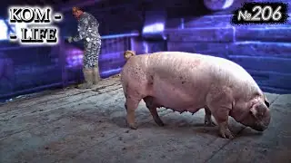✅ Последний день свиноматки...