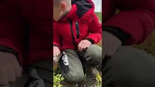 Обзор от Максима. Черника и брусника