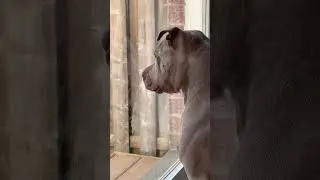 Dog tries to sniff through the glass  😂😂