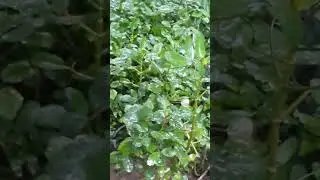 live with nature