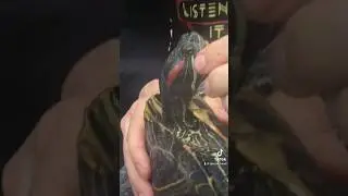 Saving a Turtle for a Hook in it’s Mouth