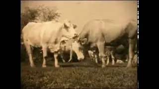 Мое, родно Коиловци