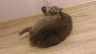 Ксюша с котятами жесть драка котов кошка кошка и котята