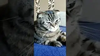 Полосатый шотландский бандит #shorts #хочуврек #cat #шотландскаявислоухая