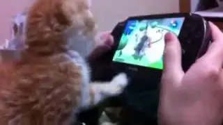 Kot, który gra na PS Vita