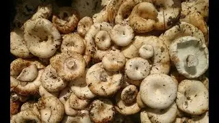 Грибы 