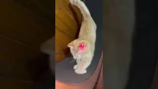 Пошла жара 🔥🐈 