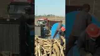 High capacity wood chipper wood log chipping machine with conveyor