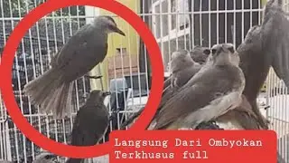 Trucukan Alam Hasil Ngombyok Gacor dorr || Nemu yang Rospeck fighter