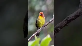 Tepui Brushfinch: tres segundos de contemplación. ¡Suscríbete!🔔