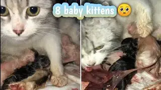 The birth of a little 