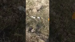 Грибы ноябрь Казахстан