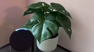 Simple Alexa Commands