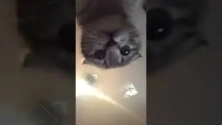 Кот 