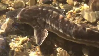 Каспийский белуга,осётр и другие виды рыбок,которые на грани вымирание. Азербайджан(Набран)ag  baliq