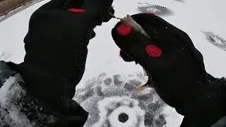 рыбалка со льда, первое зимнее видео, половил окуня на балансир и блесну.