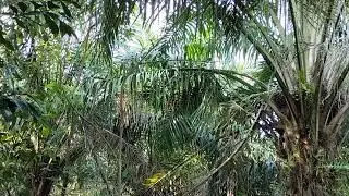 Langsung semua jenis burung mendarat di pulut👍cuma mikat