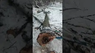 ПОЛОМКА В ЛЕСУ, ОТЛОМАЛ БОРТОВУЮ ПВМ ТРАКТОРА Т-40АМ