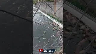 boiada do saalada parte 4