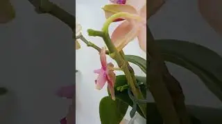 Фаленопсис Liodoro.