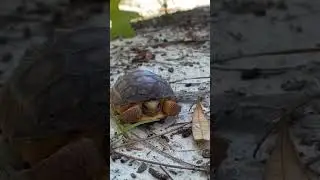 A hatchling. A baby tortoise . Черепашонок