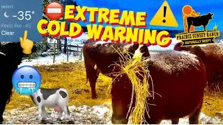 🆘 EXTREMELY COLD & HARSH conditions at the CATTLE farm....STILL!! 🥶