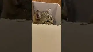 Орнелла в новом домике 😻 Чувствует себя королевой 👑