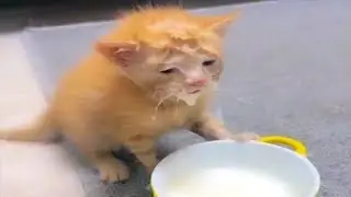 Funny animals - Funny cats and dogs - Funny animal videos 2023🤣