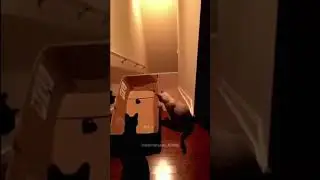Look at the end…😂 #cat #dog #pets #funny