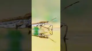 Macro Photography with tele-zoom #macro #macrophotography #omsystem
