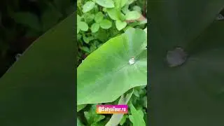 Красота в глазах смотрящего - нас ждало это чудо после дождя.
