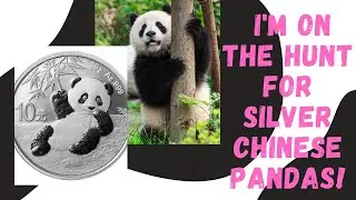 On The Hunt For Chinese Silver Pandas!