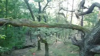 DJI Mini 2 | In the Canopy of an old Oak