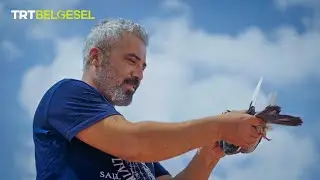 Güvercin tutkusu