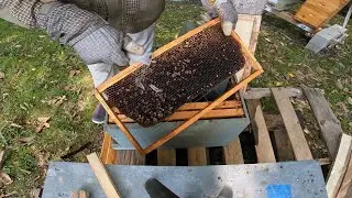 NUC  Robbing, Wax Moths, Peppermint Candy