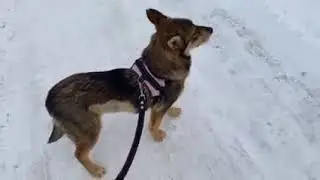 КИВИ ищет дом. #собака #собакавдобрыеруки