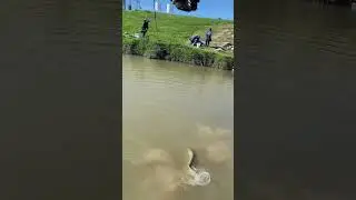 Net man coming in clutch, just like the Kestrel SFS handeling these trout! 